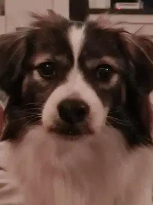 freundlicher Kooikerhondje Benji 