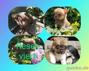 Chihuahua - Pomchi Welpen 