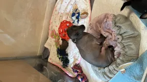 RESERVIERT BIS 31.05.25 !!! Bounty Chihuahua Xoloitzcuintle Hündin