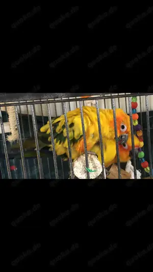Sonnensittich Pärchen
