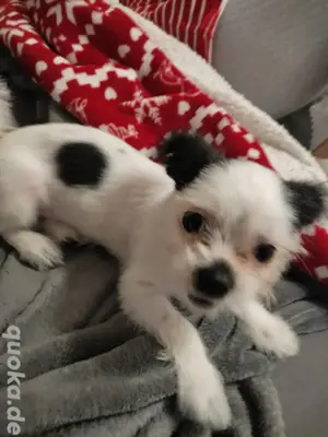 Havanese Toy 