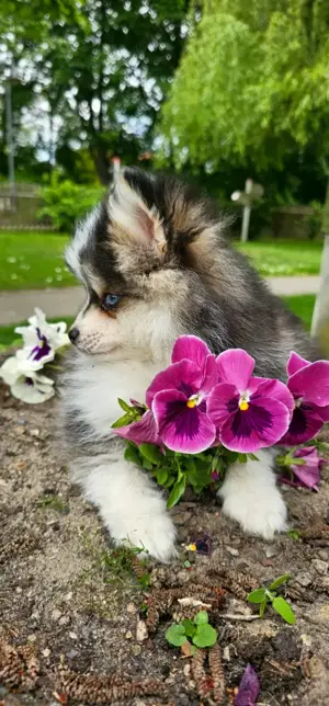 Mini Pomsky Welpen 