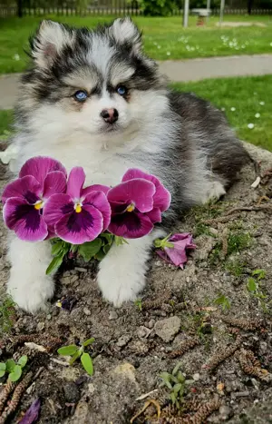 Mini Pomsky Welpen  Bild 3