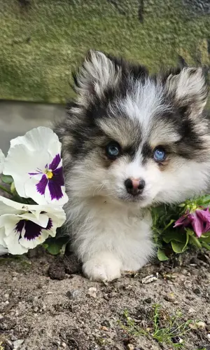 Mini Pomsky Welpen  Bild 2