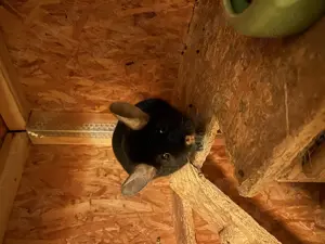 Chinchilla in liebevolles Zuhause abzugeben