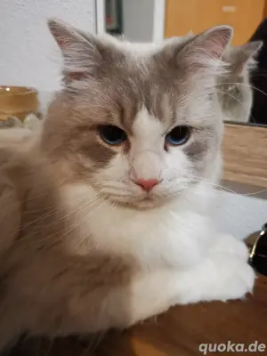 Ragdoll deckkater mit Stammbaum blue lynx biecolor 