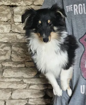 Sheltie-Mädchen FCI 