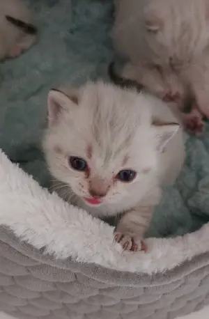 2 seltene Classic Point BKH Kater mit Blue Eyes suchen dich!