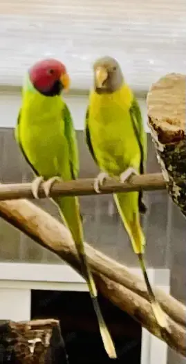 Pflaumenkopfsittiche