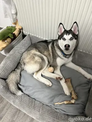 Reinrassiger Sibirischer Husky