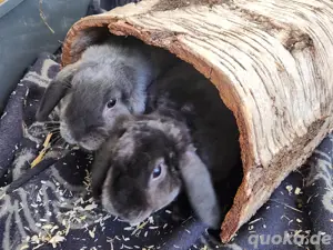 Widderkaninchen in liebevolle Hände abzugeben 