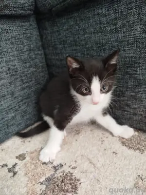 Babykatze 