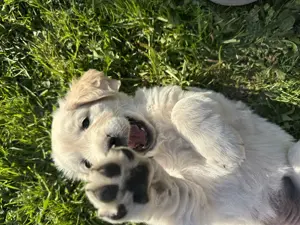 Golden Retriever Welpe