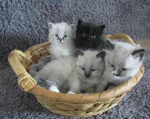 Sibirische Kätzchen Kitten