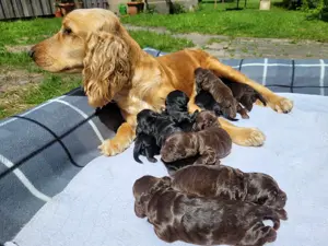Cockapoo Welpen in braun und schwarz 