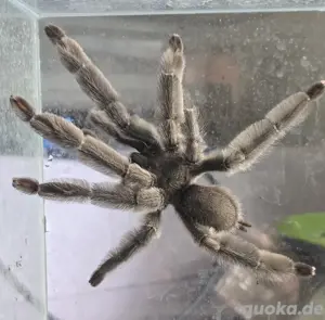 Psalmopoeus cambridgei 
