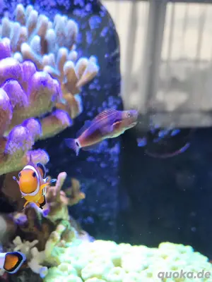 Ecsenius stigmatura schleimfisch