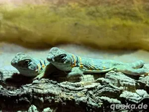 Halsbandleguan 1.0