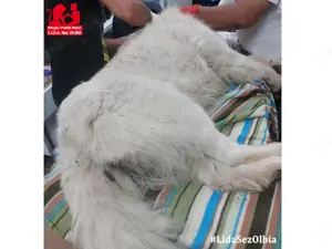 Gigo sucht sein Zuhause (noch auf Sardinien) Bild 5