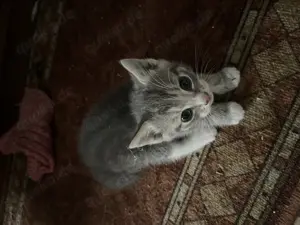 Verkaufe Katzen Babykatze Katzenbaby 