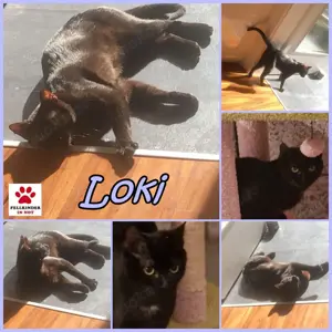 Loki sucht sein Für-immer-Zuhause