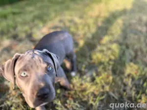 Presa Canario Cane Corso Welpe