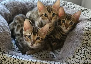 Bengal Kitten  Bengalkitten 