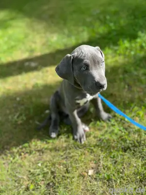 Presa Canario Cane Corso Welpe Bild 2