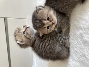 Britisch Kurzhaar Kitten mit exzellentem Stammbaum 