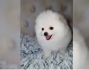 Reinrassiger Pomeranian Zwergspitz mit Ahnentafel !! Bild 3
