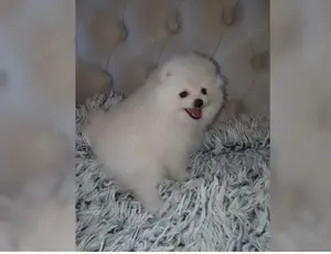 typvolle Pomeranian Zwergspitz Welpen!!