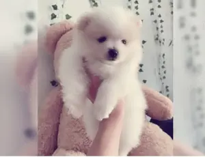 Reinrassiger Pomeranian Zwergspitz mit Ahnentafel !! Bild 2