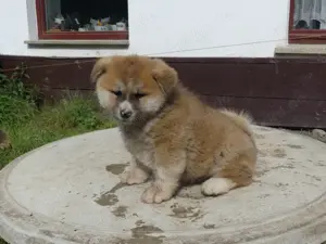 Akita Inu Welpen niedlich