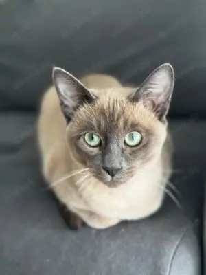 Ein Traumkater sucht sein Zuhause: Aktiver, verschmuster Tonkanese mit besten Anlagen!