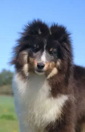 Sheltie Rüde Welpe FCI