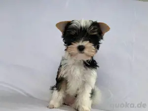 Biewer Yorkshire Terrier 
