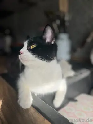 Katzen Kater
