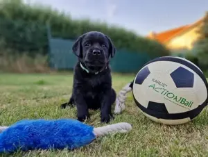 Typvolle reinrassiger Labrador welpen !!
