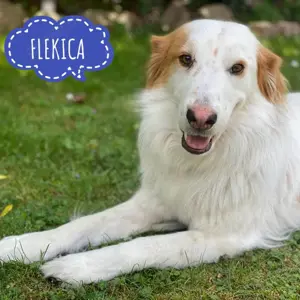 Flekica, wunderschöne Hütehund Mix Hündin
