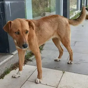 Cookie (Hündin) vorgemerkt   demnächst in 42289 Wuppertal (NRW) 