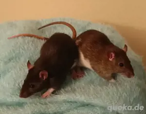 Ratten Nachwuchs Babys Weibchen 