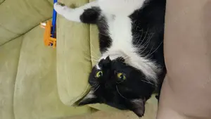 Ich suche tierebetreung für meine Katze und Hund 