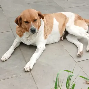 Kanela (Hündin) - sucht ein Zuhause eine Pflegestelle
