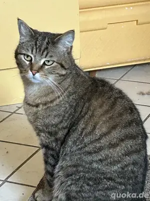 katze und kater