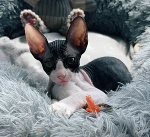 Sphynx Mädchen zu verkaufen!