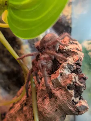 Grammostola Pulchra 0.1