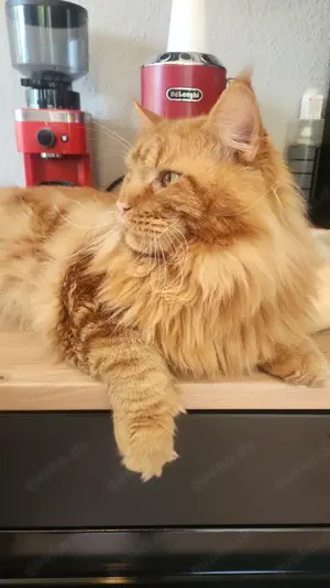 Main coon xxl deckkater 