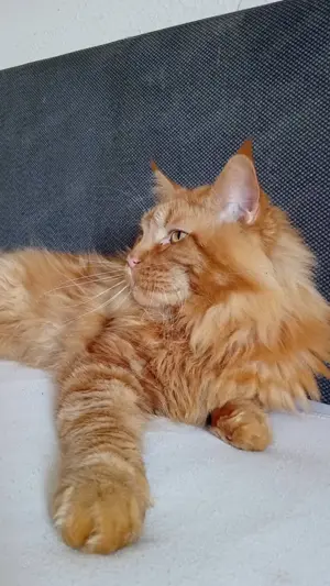 Main Coon XXL  sucht dame 