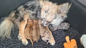 Chihuahua welpen merle