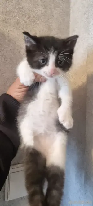 Süsses Katzenbaby (Mädchen) in liebevolle Hände 